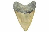 Fossil Megalodon Tooth - North Carolina #368432-2